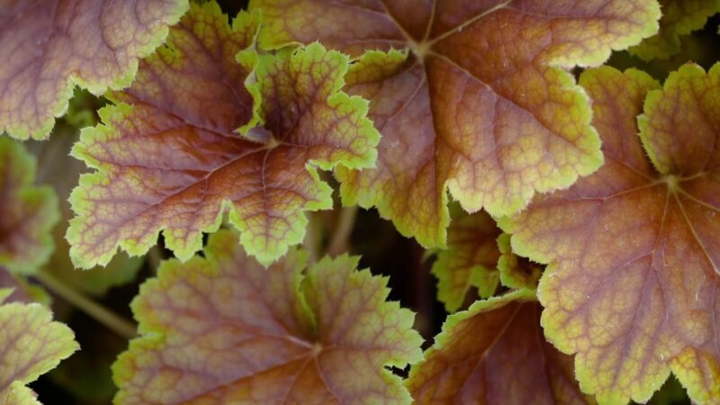 Heuchera biljka