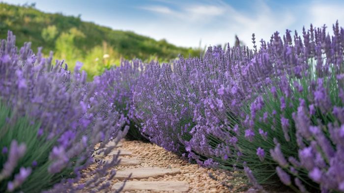 Lavanda je jedno od najpopularnijih višegodišnjih biljaka