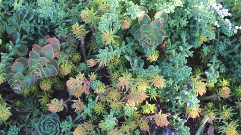 Sedum